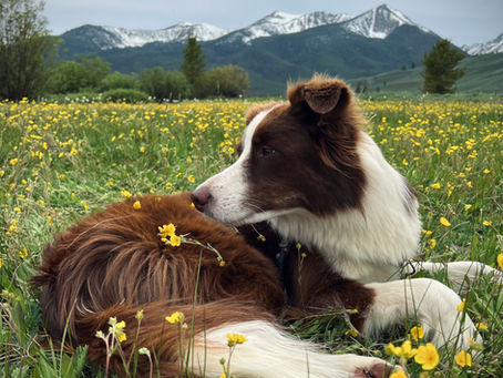 Camping with dogs in Idaho