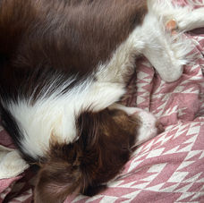 Dog sleeping on blanket