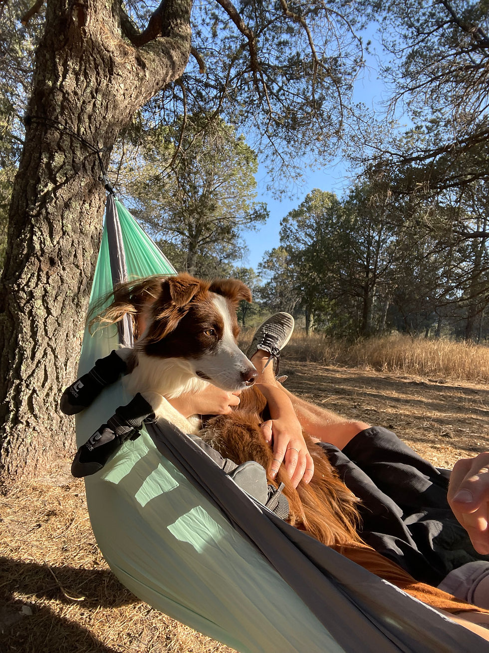 Dog in Hammock Mexico