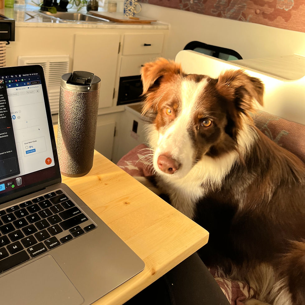 Dog in the camper