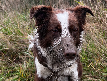 Muddy Dog