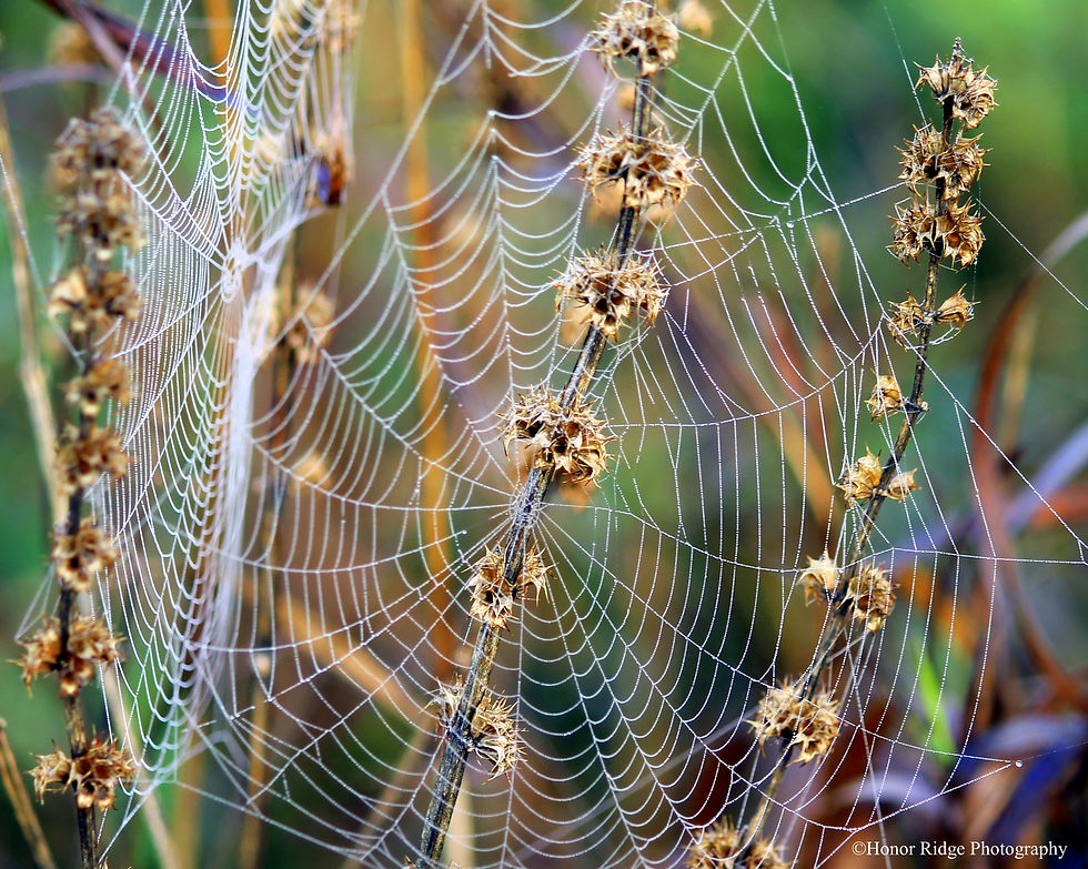 spider webs morning