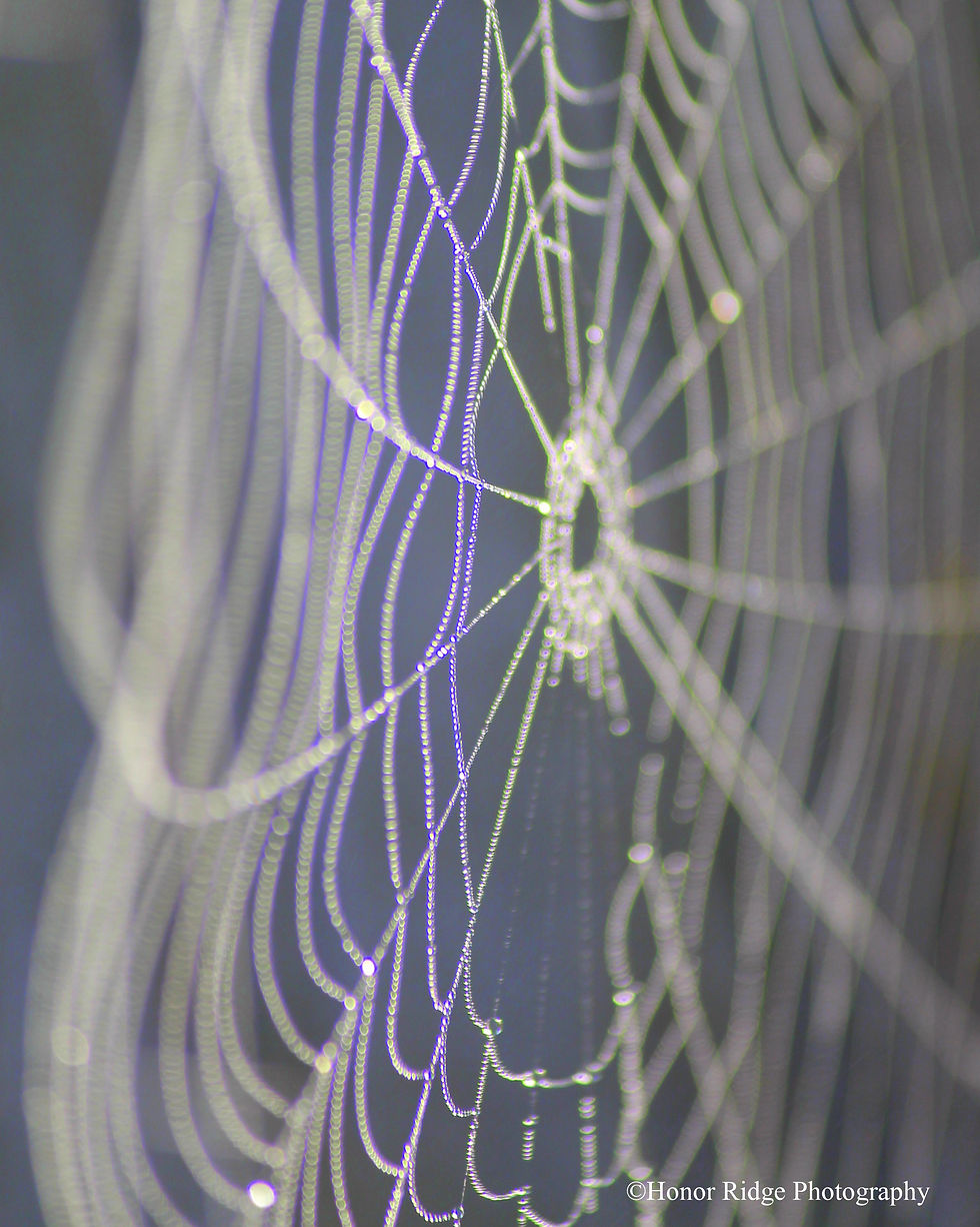 Rainbow in the Spider web