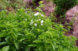 Flor de Manjericão Limão