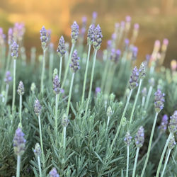 Lavanda