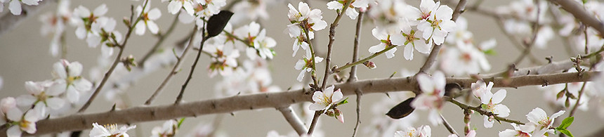 Cherry Blossom