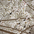 Calming Cherry Blossom