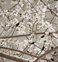Cherry Blossom