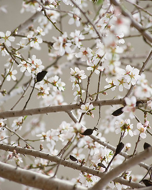 Cherry Blossom