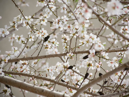 Linda Performs "Sakura"