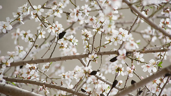 Cherry Blossoms