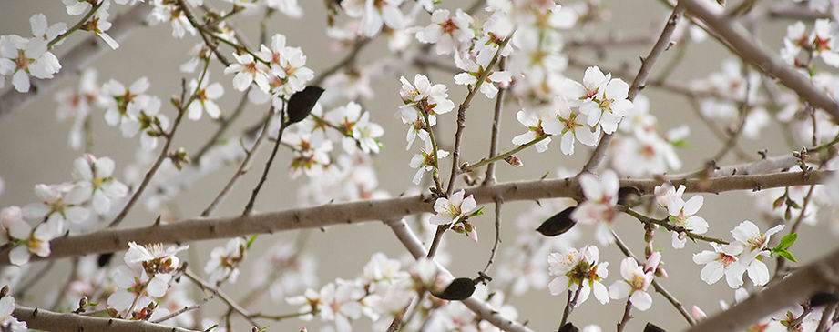 Cherry Blossom