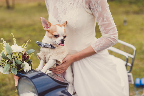 Bride holding a small dog in her arms.jpg