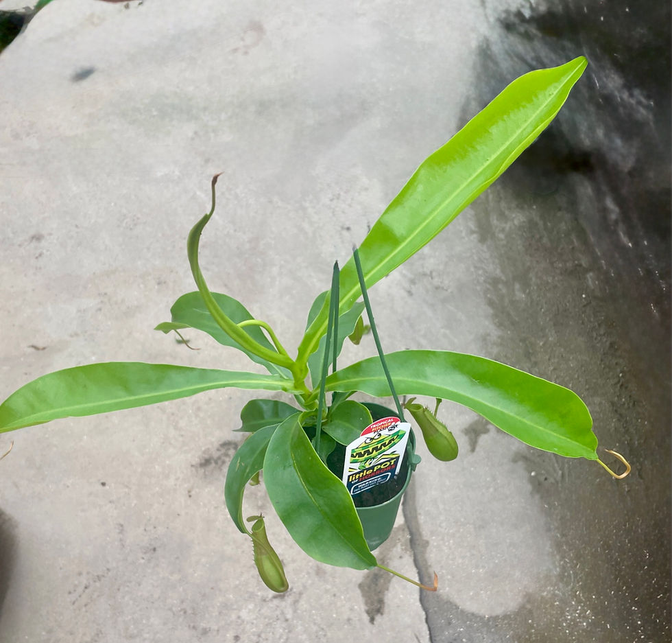 Carnivorous Nepenthes