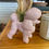 Thumbnail: PINK POODLE WITH AIR PLANT