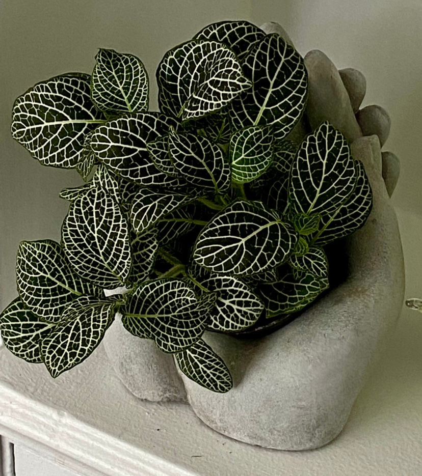 NERVE PLANT FITTONIA WHITE