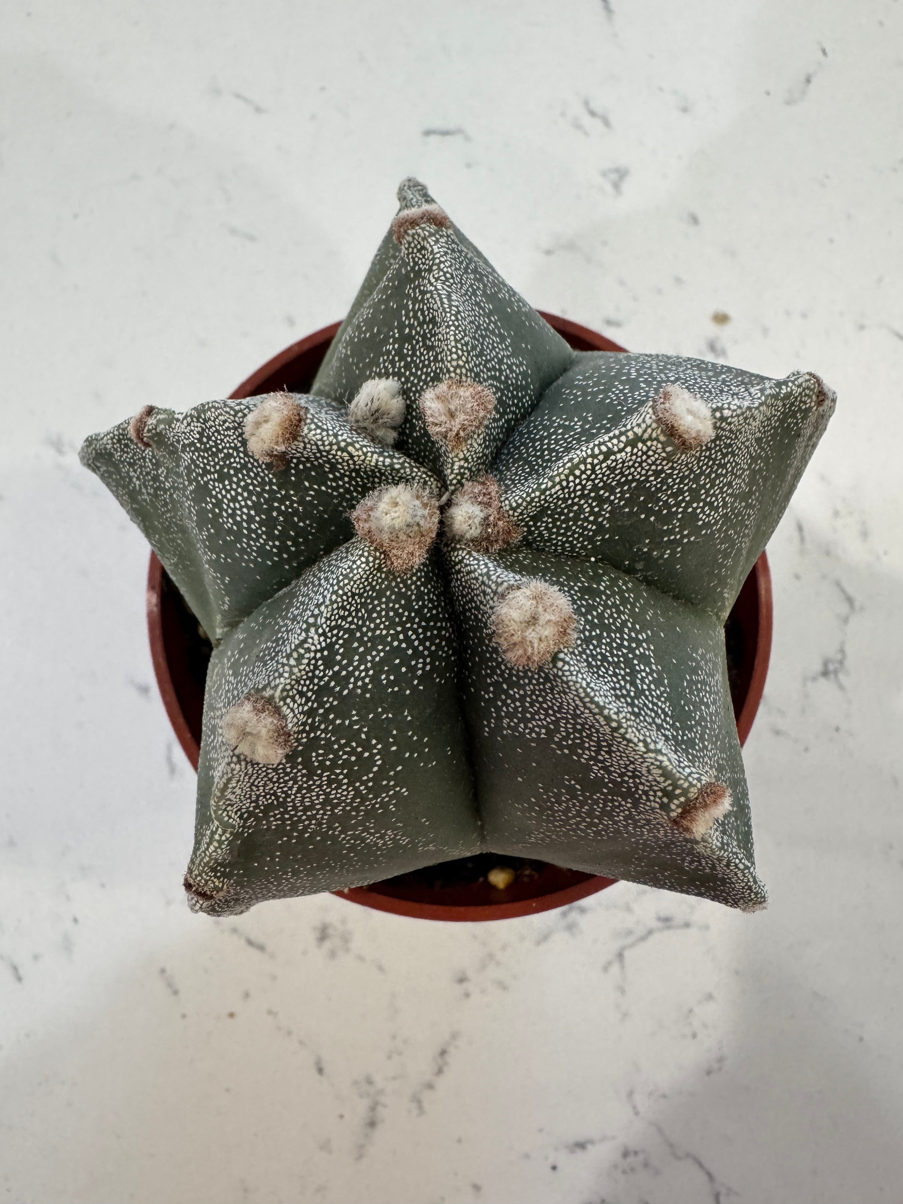 Astrophytum / Bishop's Cap