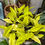 Thumbnail: Philodendron Golden Crocodile