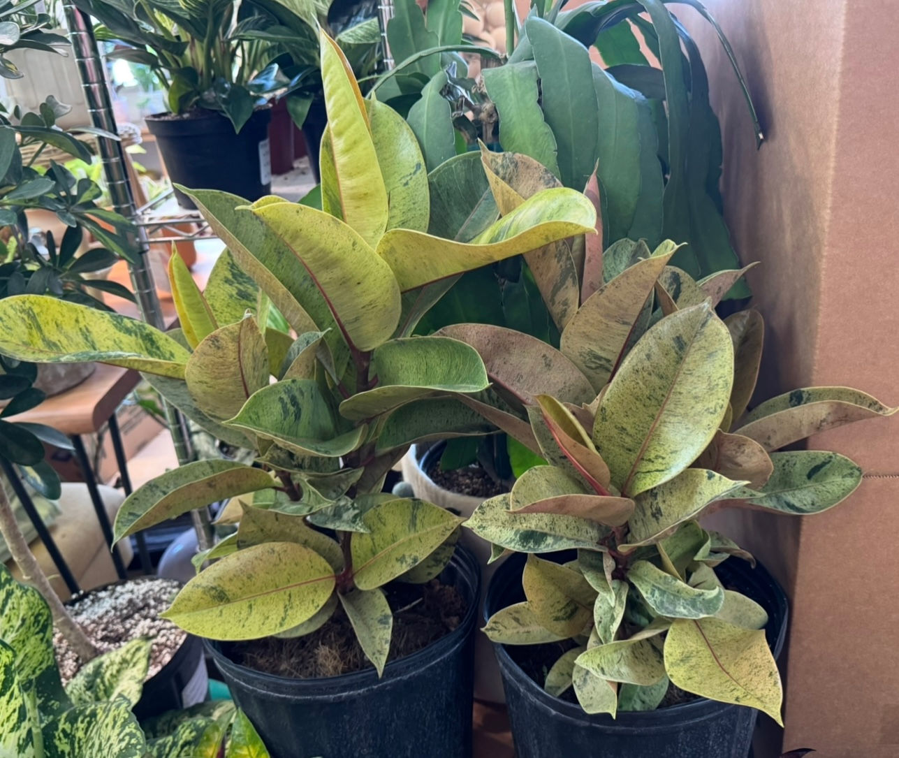 Rubber Tree-Ficus Moonshine