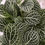 Thumbnail: NERVE PLANT FITTONIA WHITE