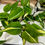 Thumbnail: Philodendron Cream Splash