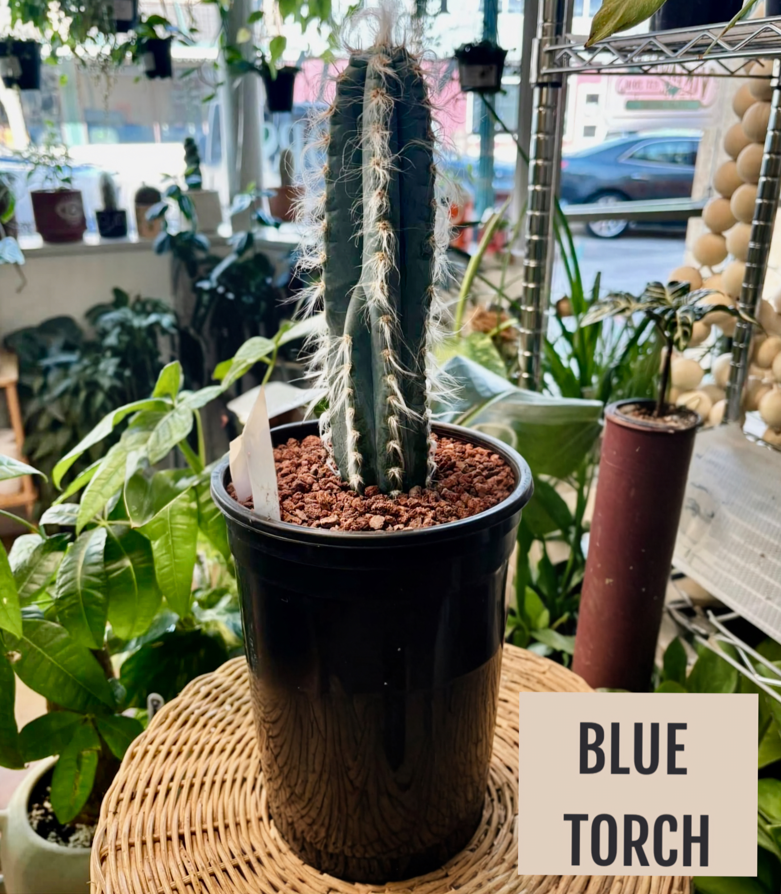Blue Torch Cactus