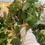 Thumbnail: 6" PHILODENDRON MICANS