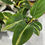 Thumbnail: Philodendron Cream Splash