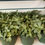 Thumbnail: NERVE PLANT FITTONIA WHITE