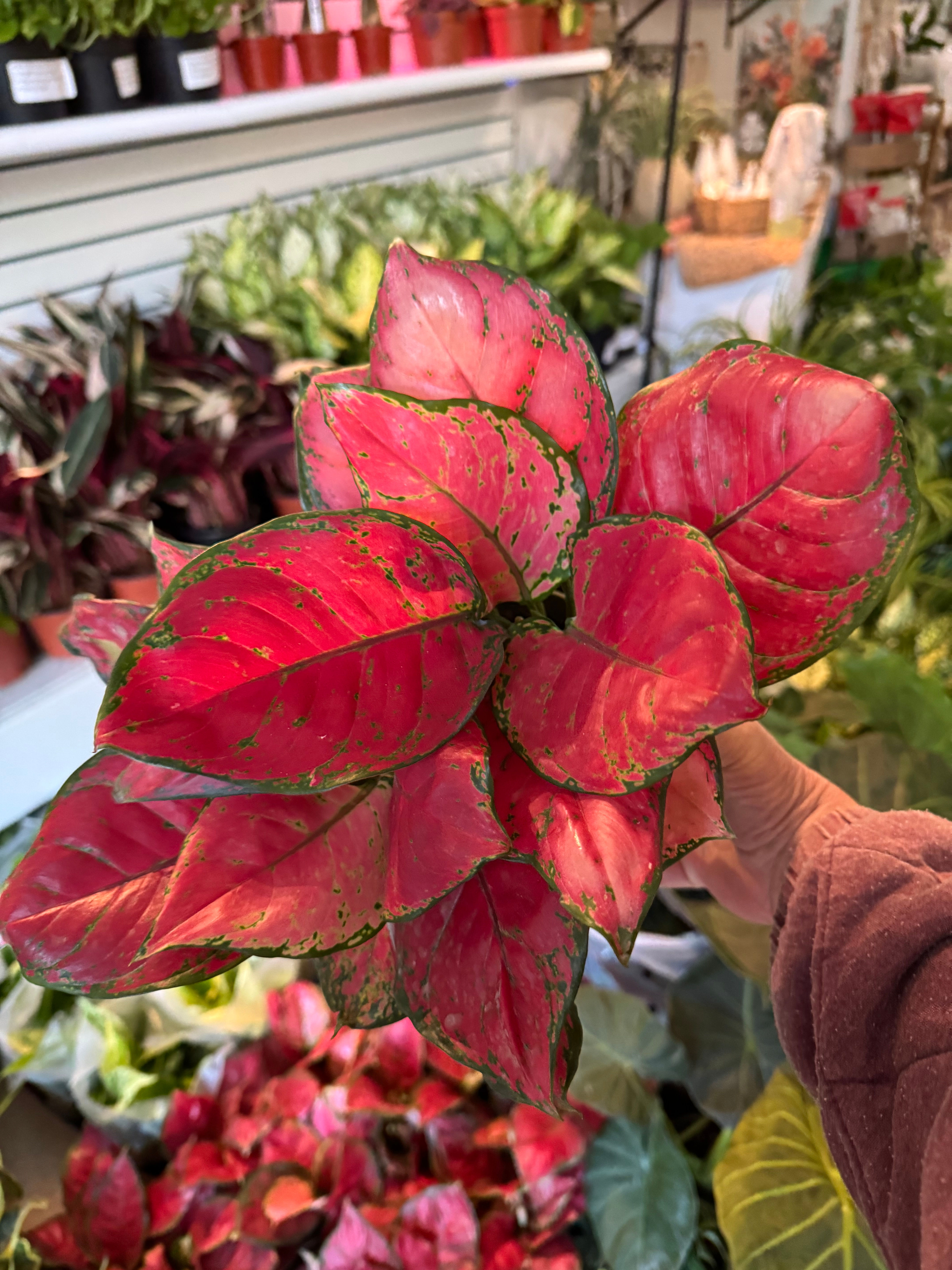 Aglaonema Lady Valentine