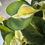 Thumbnail: Philodendron Cream Splash 6"