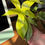 Thumbnail: Philodendron Ghost Mint