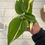 Thumbnail: Philodendron Cream Splash