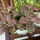 Thumbnail: NERVE PLANT FITTONIA PINK