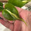 Thumbnail: Philodendron Cream Splash