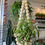 Thumbnail: XXL Beaded Plant Hanger