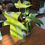 Thumbnail: Philodendron Ghost Mint