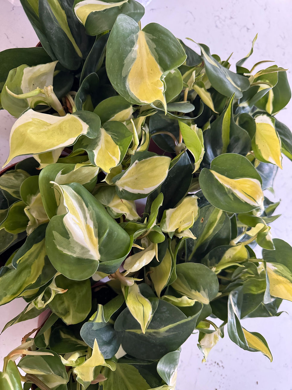 Thumbnail: Philodendron Cream Splash 6"