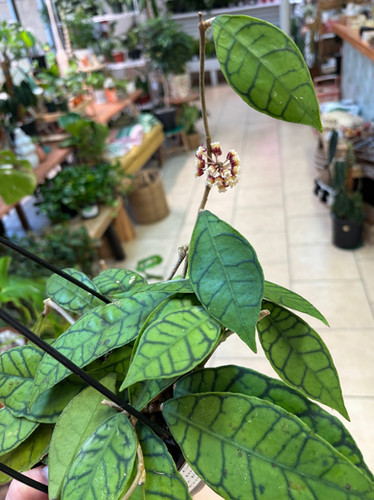 Hoya Callistophylla Black Cat | Vintageleaf Boutique