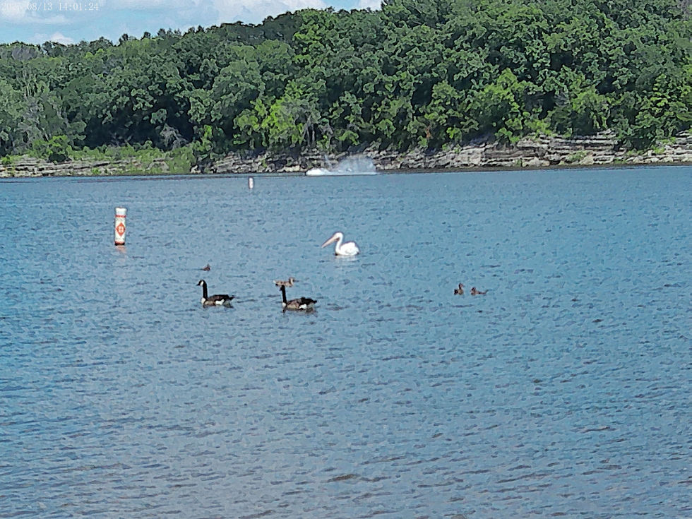 Eye-level view of a white pelican gliding over calm waters