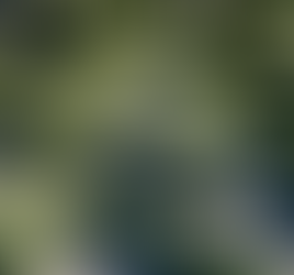 Albion v EFL: pending