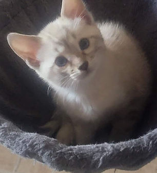 Bob