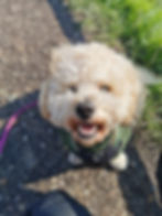 Small Terrier