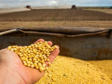 Soja: Mato Grosso alcança quase 85% da área e caminha para a reta final do plantio