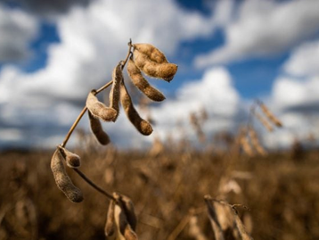 Soja: prazo para cadastrar área plantada em MT termina dia 15
