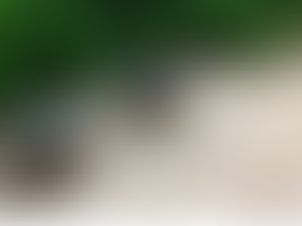 Ameaçados de extinção, tatus-canastra são flagrados por câmera de monitoramento da Sema-MT