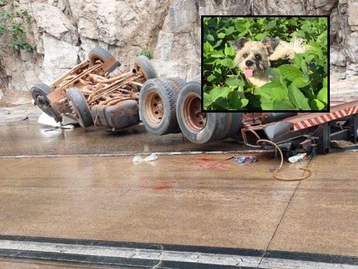 Casal vítima de acidente na Serra continua internado; cachorro é encontrado 5 dias depois 