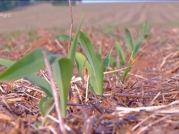 Chuvas intensas atrasam plantio do milho no interior de MT e causam prejuízos aos produtores