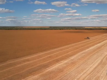 Safra do gergelim se aproxima do fim em MT