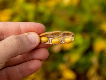 Soja: comercialização da safra 2022/23 chega a 32% em Mato Grosso